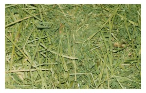 Rumput Alfalfa 